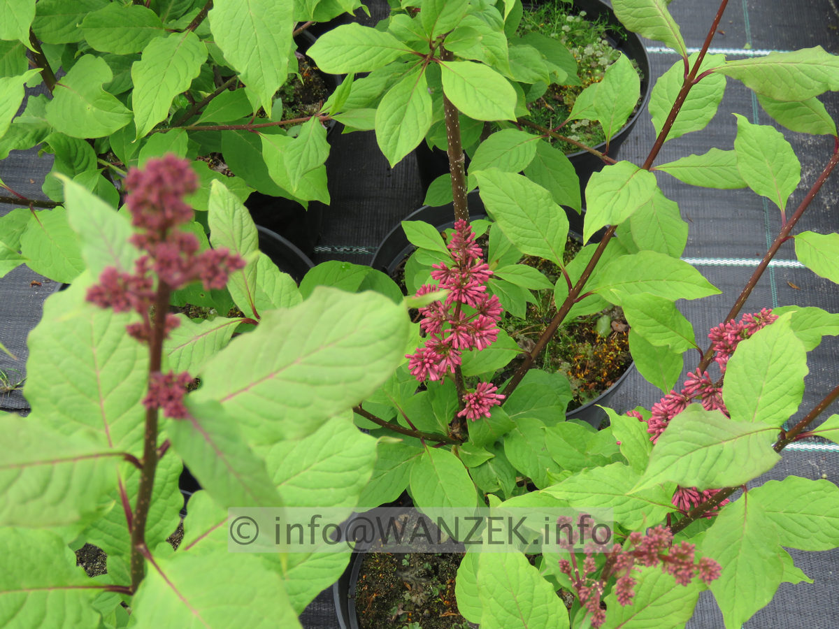 Syringa prestoniae Miss Canada 01b sehr knospig.JPG